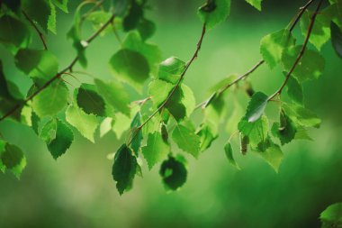 Güneşli yeşil yapraklar