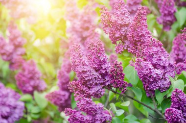 leylak çiçekleri dalı