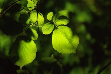 Güneşli yeşil yapraklar