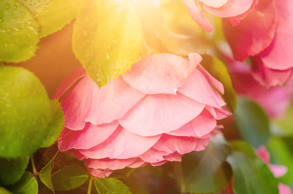 Vermelho rosas jardim — Fotografia de Stock