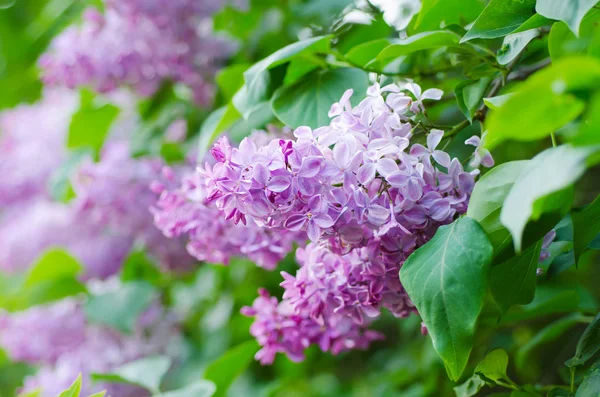 Fliederblüten im Frühling — Stockfoto