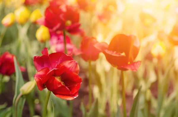 Rode mooie tulpen — Stockfoto