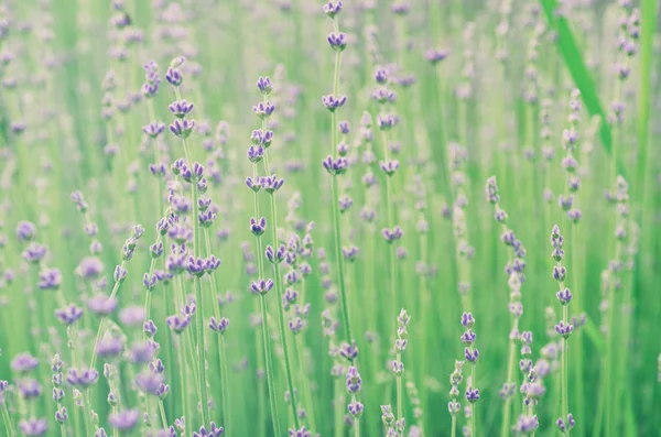 薰衣草美丽的花朵 — 图库照片