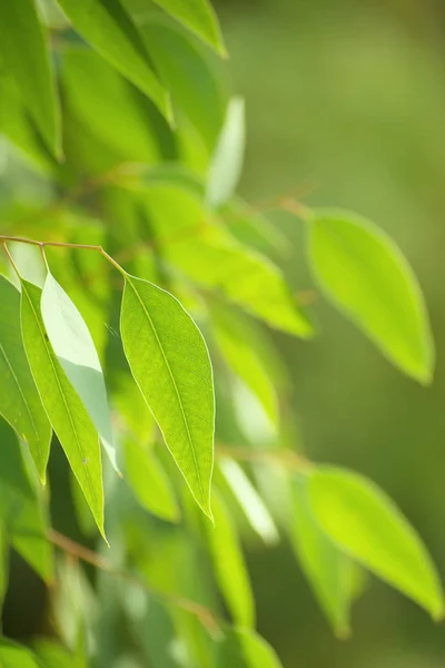 Eukalyptusgrüne Blätter — Stockfoto