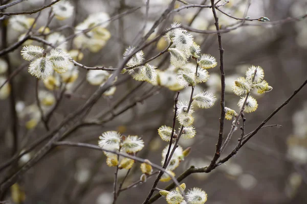 Blooming willow branch — Stock Photo, Image