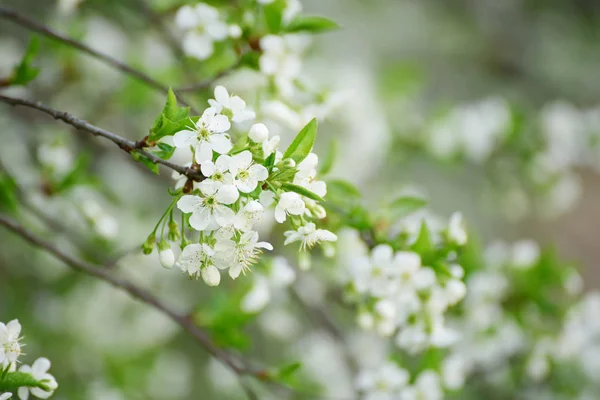 Cherry spring flowers — Stock Photo, Image