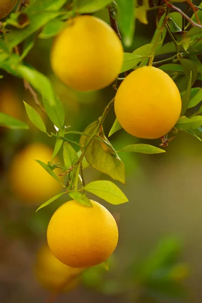 Orange garden with fruit — Stock Photo, Image