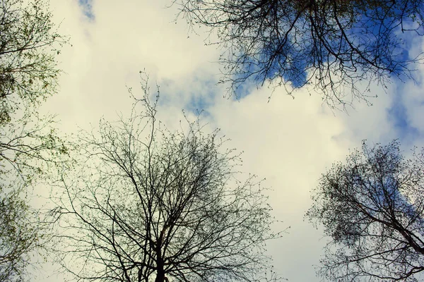 Небо хмарами і деревами — стокове фото