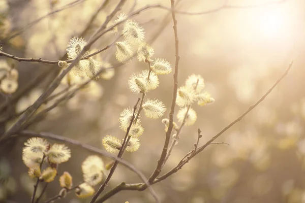 Blommande pilkvistar — Stockfoto