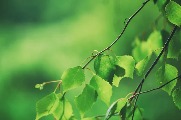 Solgröna blad — Stockfoto