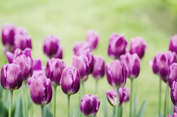 Violet tulip flowers — Stock Photo, Image