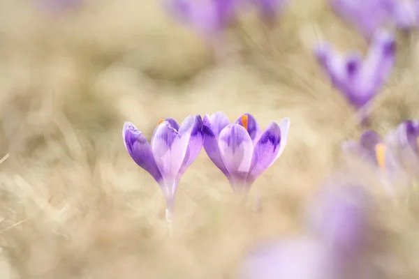 Voorjaarskrokusbloemen — Stockfoto