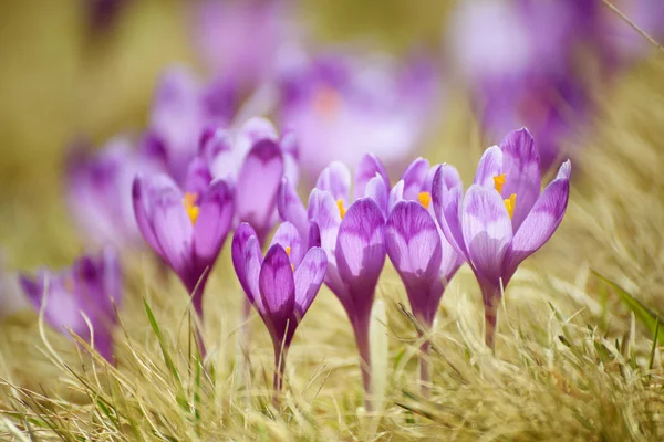 Krokusblüte im Frühling — Stockfoto