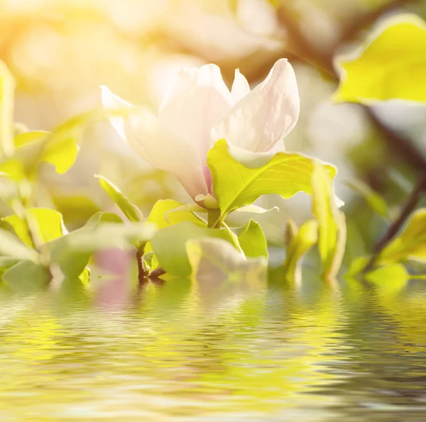 Magnolia vårblommor — Stockfoto