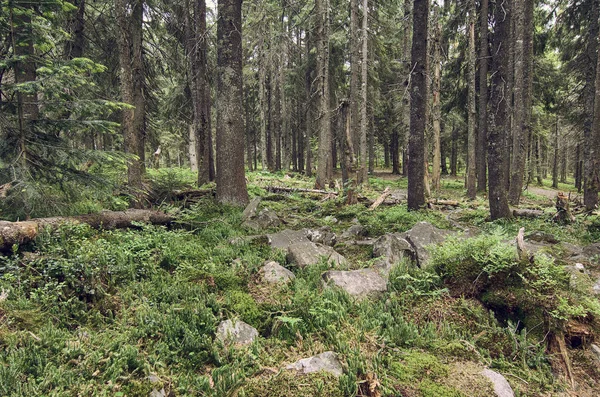 Północny las skandynawski — Zdjęcie stockowe