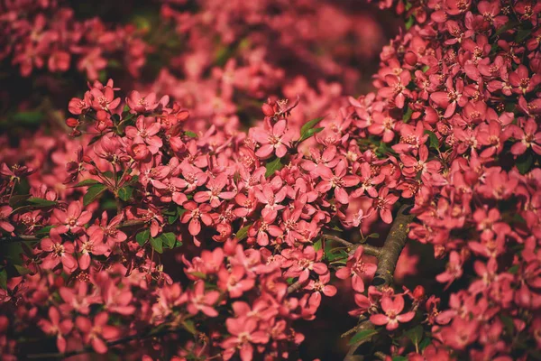 Röda äppelblommor — Stockfoto