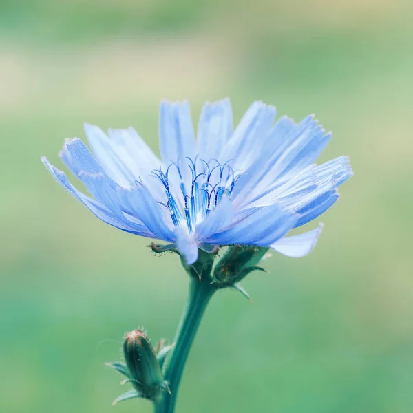 Fiore di cicoria in natura — Foto Stock