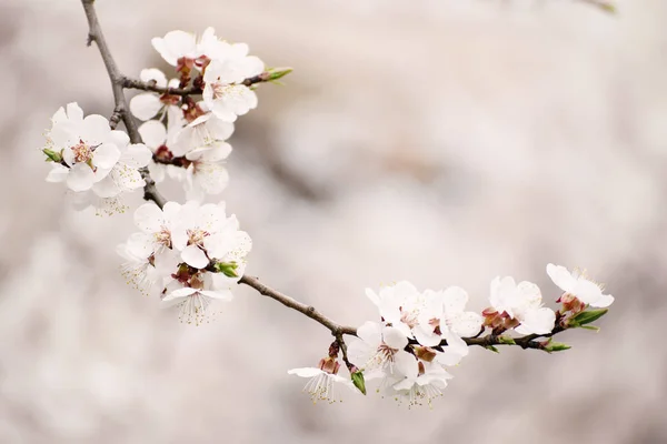 Flores de albaricoque — Foto de Stock