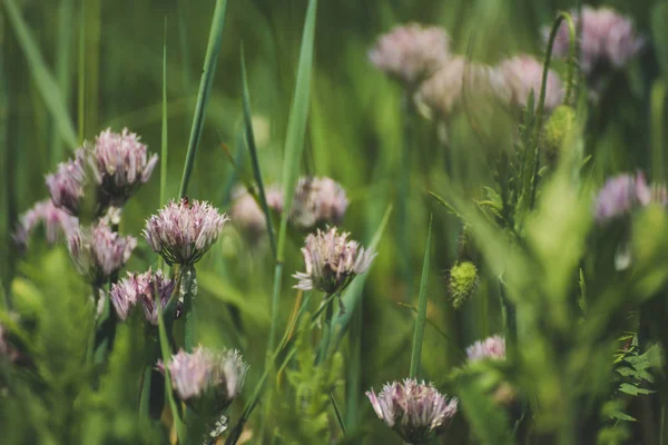 Blommande på ramslök — Stockfoto