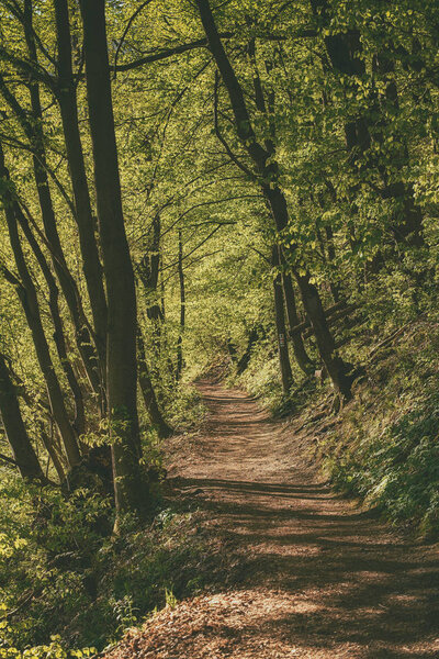 Dark moody forest