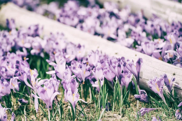 Flores de croco de primavera — Fotografia de Stock