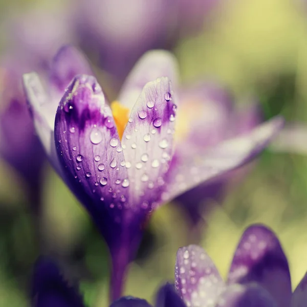 Fleur de crocus de printemps — Photo