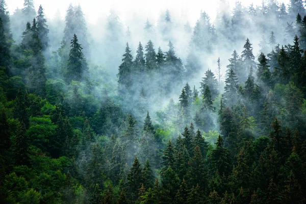 霧深い山の風景 — ストック写真