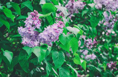 Bahar leylak çiçekleri