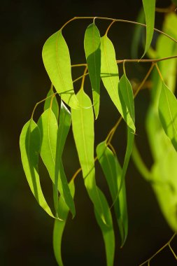 Okaliptüs yeşili yapraklar