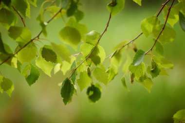 Güneşli yeşil yapraklar