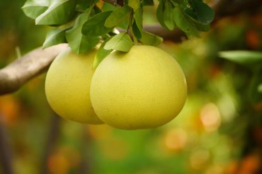 Bahçede Pomelo meyvesi
