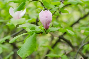Magnolia bahar çiçekleri