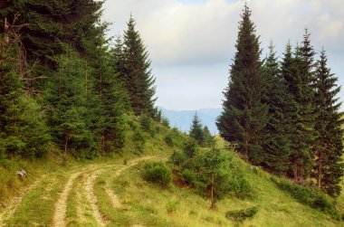 Yaz dağı manzarası