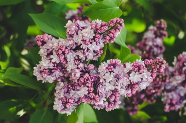 Bahar leylak çiçekleri