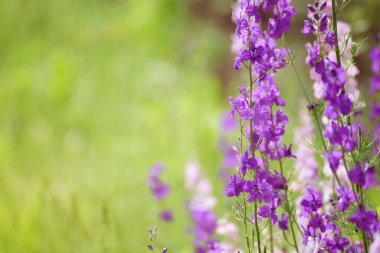 mor çiçekler arka plan