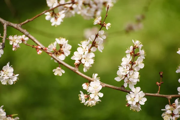 Apricot tree flower — Stock Photo, Image