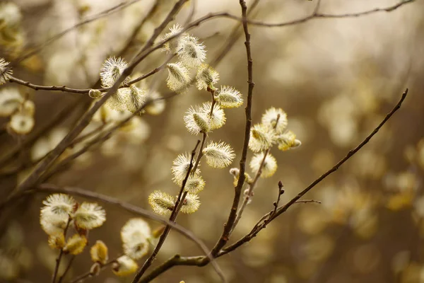季節のビンテージ イースターの背景コピー スペースに咲くウィローの枝 — ストック写真