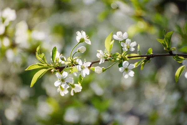 Flores de primavera de cereza — Foto de Stock