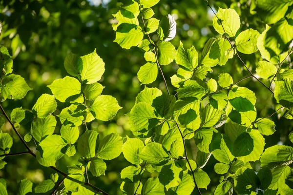 Foglie verdi soleggiate — Foto Stock