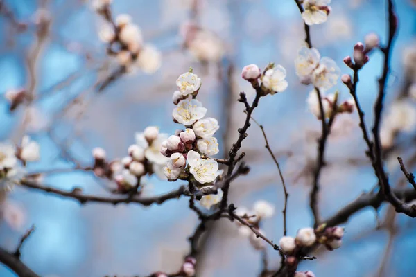 Flor de damasco — Fotografia de Stock