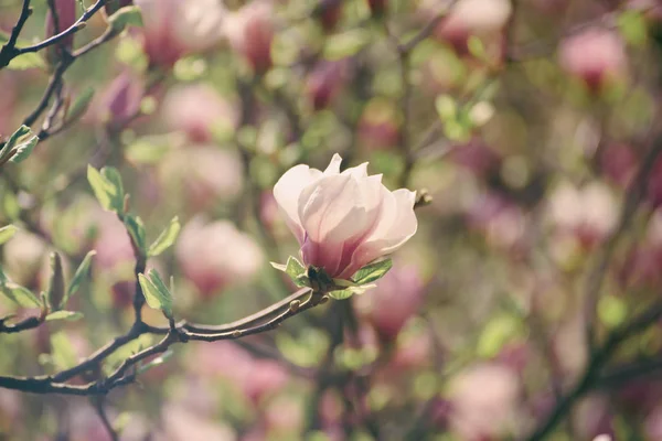 木兰花春花 — 图库照片