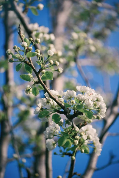 Apelsinblomma — Stockfoto