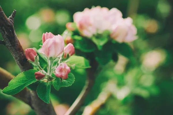 Apelsinblomma — Stockfoto