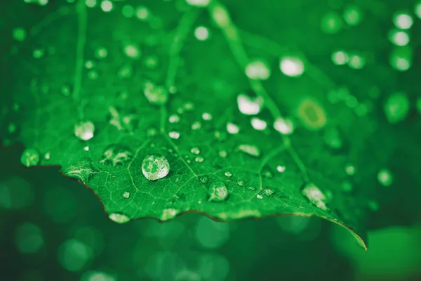 Groene blad met dauw — Stockfoto