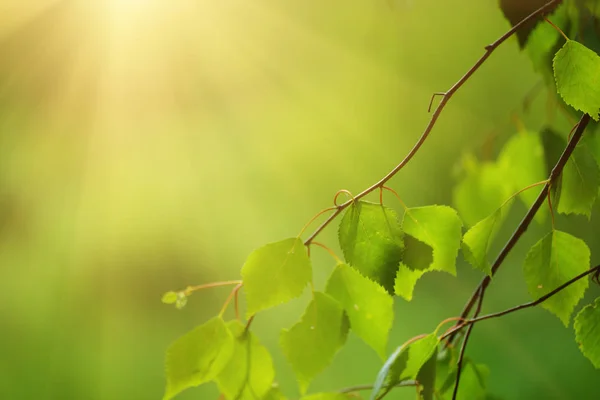 Sonnige grüne Blätter — Stockfoto