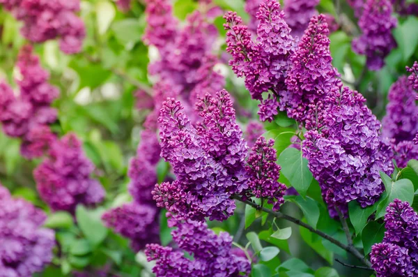 Spring lilac flowers — Stock Photo, Image