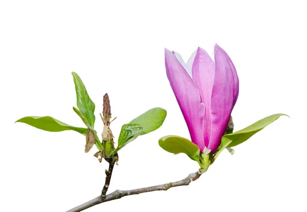 Ramo Fiore Magnolia Rosa Con Foglie Verdi Isolate Sul Bianco — Foto Stock