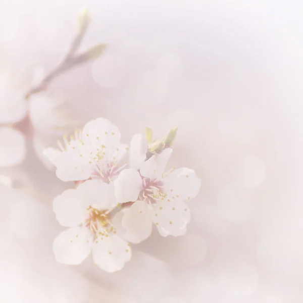 Flor de albaricoque — Foto de Stock