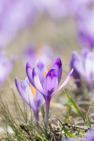 Jarní krokus květiny — Stock fotografie