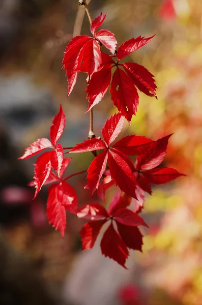 Wild grape red leaves — Stock Photo, Image